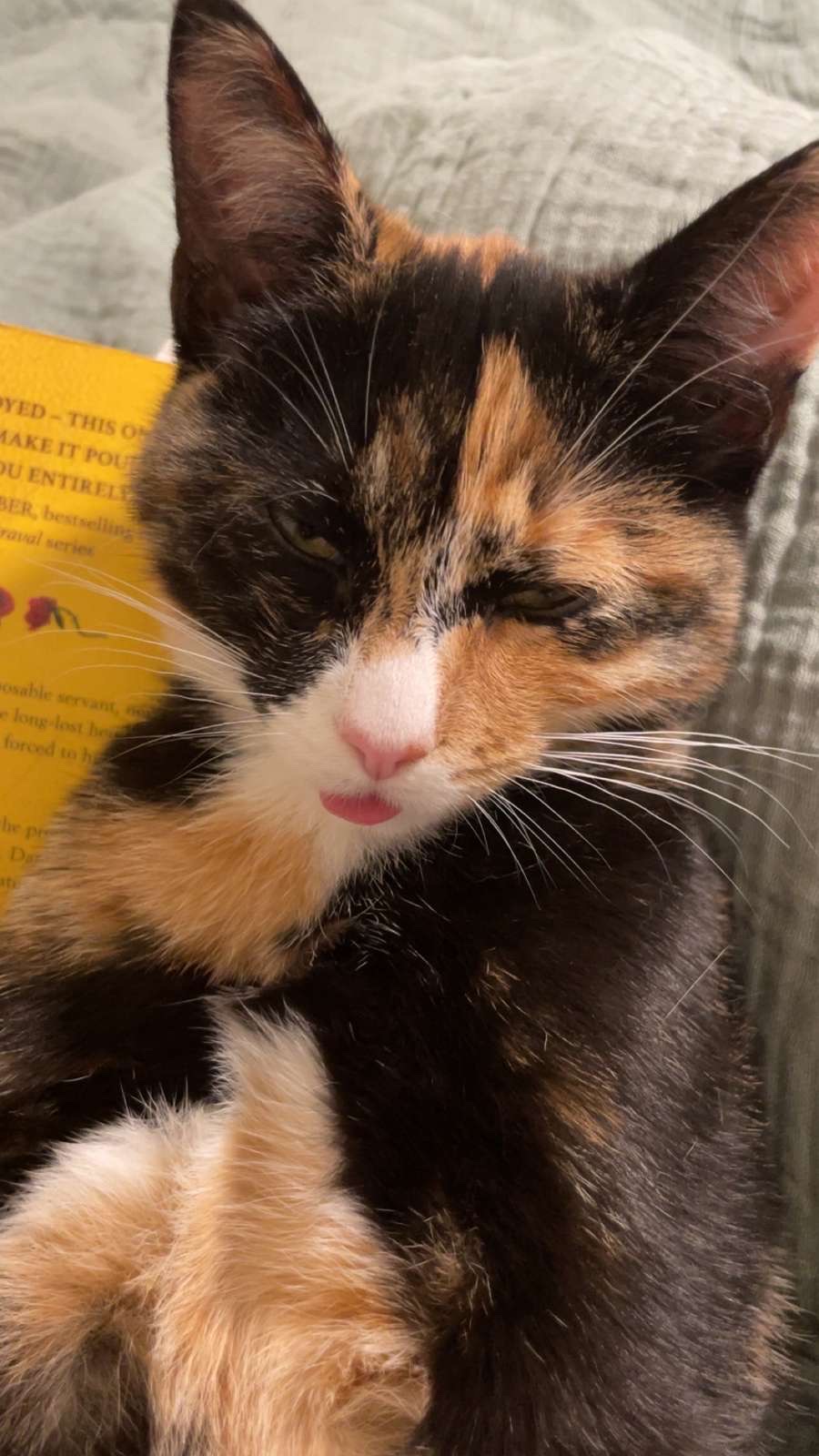 soster-katt-1